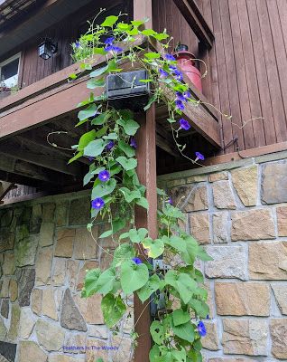 Growing morning glories. This quick growing vine will grow enough to provide privacy by covering a fence or trellis. Morning Glory Vine, Vine Tattoo, Property Ideas, Morning Glory Flowers, Growing Vines, Greenhouse Plants, Morning Glories, Plant Protection, Moon Garden