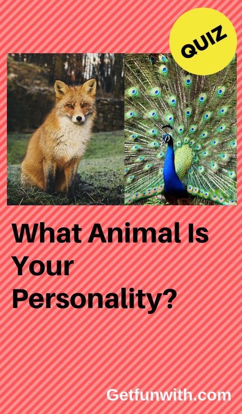 https://www.pinterest.com/pin/986499493357704162/ #quiz #quizzes #buzzfeed #triviaquestionsandanswers #quizzesbuzzfeed #trivia #quizzesforfun #funquiz #spiritanimal Which Animal Are You Quiz, Which Animal Are You, What Animal Am I Quiz, Therian Quiz, Which Aesthetic Are You, What Animal Am I, Spirit Animal Test, What Are You Quiz, Buzzfeed Personality Quiz