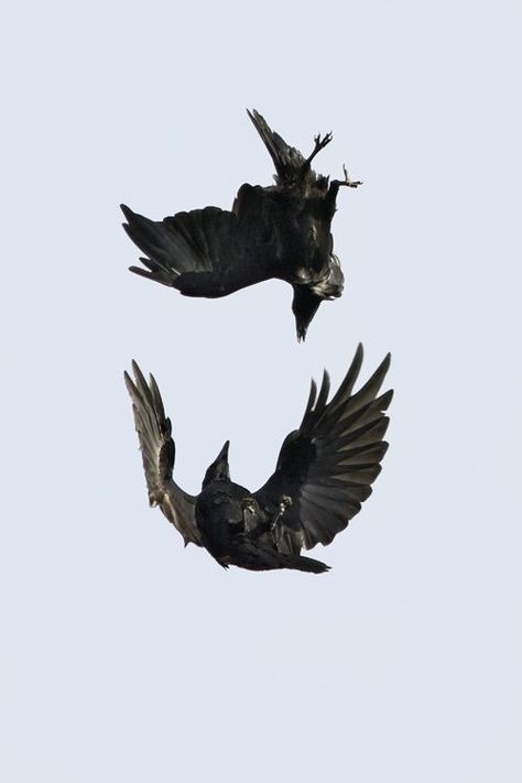 Black Birds, Jackdaw, Crows Ravens, 수채화 그림, Photo Reference, The Dance, Ravens, 귀여운 동물, Art Reference Photos