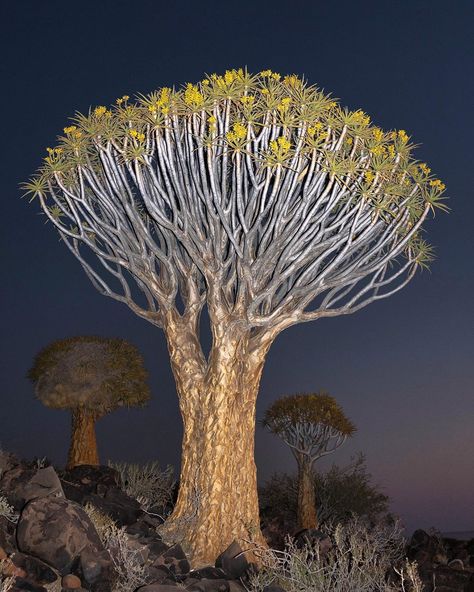 Quiver Tree, Northern Cape, Quiver, Love Birds, South Africa, Cape, Trees, Forest, Plants