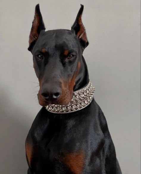 Perro Doberman Pinscher, Doberman Aesthetic, Black Doberman, Doberman Dog, Rare Dogs, Malinois Dog, Scary Dogs, Doberman Pinscher Dog, Pinscher Dog