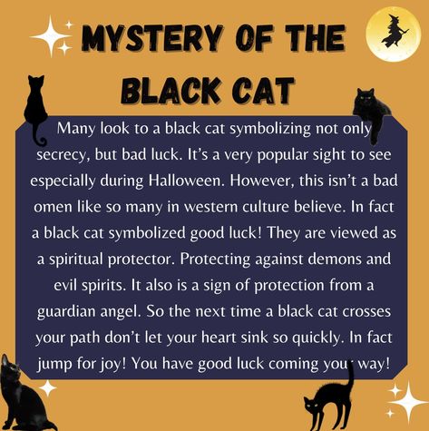 Black Cats Are Not Bad Luck, Black Cats Are Good Luck, Black Cat Bad Luck, Black Cat Omen Meaning, Black Cat Crossing Your Path Meaning, Black Cat Crossing Your Path, Black Cat Magic, Spiritual Meaning Of Black Cats, Black Cat Familiar