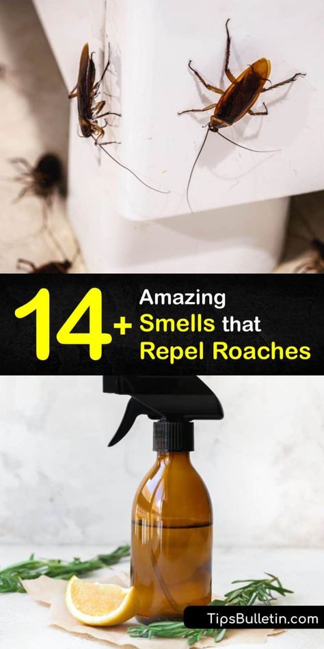 Roach Remedies, Home Remedies For Roaches, Cockroach Repellent, Repellent Diy, Diy Bug Repellent, Kill Roaches, Diy Bug Spray, Roach Killer, Bug Spray Recipe