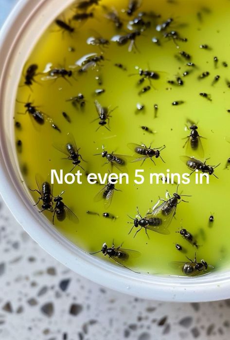 With warmer days ahead, I swear by this trick to getting rid of all the flies, mosquitoes, and bugs Kills Bugs Fast, Mosquito Traps Diy How To Make, Outside Fly Trap Homemade, Mosquito Hacks Tips, Indoor Mosquito Repellent Diy, How To Get Rid Of Mosquitos, Home Remedy For Mosquitoes In House, Natural Ways To Get Rid Of Flies, Outside Mosquito Repellent