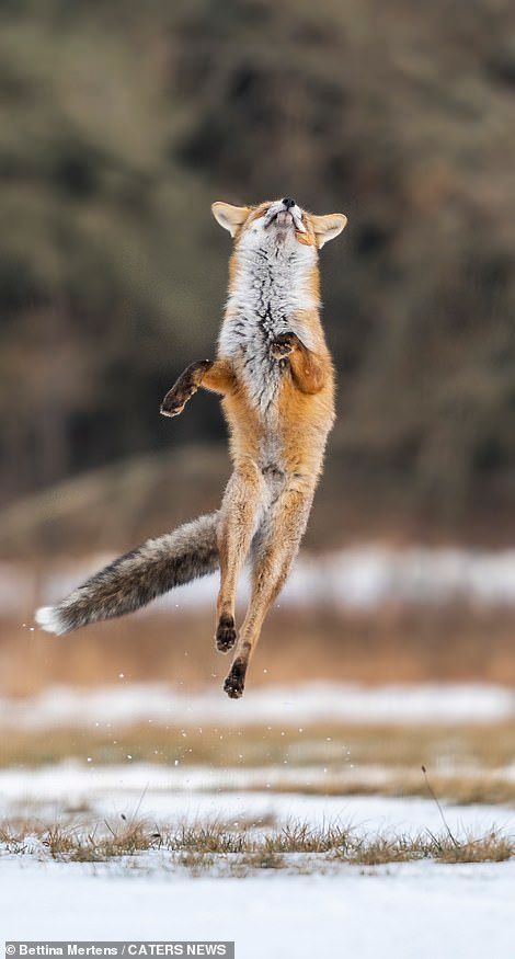 Fox Jumping, Dancing Dogs, Jumping Fox, Cunning Fox, Clever Animals, Fox Photos, Aesthetic Animals, Vulpes Vulpes, Animals Tattoo