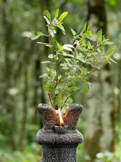 Homely Interior, Tulsi Vrindavan, Thulasi Plant, Tulasi Plant, Tulsi Pot, Happy Dipawali, Krishna Tulsi, Tulsi Vivah, Tulsi Plant