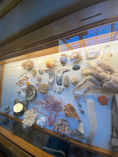 Natural History Museum Aesthetic, Oceanography Aesthetic, Ocean Museum, Aquarium Museum, Aquarium Aesthetic, Marine Museum, Pastel Nature, Sea Aesthetic, Soft Things