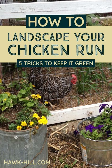 How to landscape your chicken coop run to keep it green and lush all summer long Grass In Chicken Coop, Chicken Coop Runner Ideas, Chicken Run Must Haves, Growing Greens For Chickens, What To Put In Chicken Run, Chicken Coop Landscaping Ideas, Garden With Chicken Coop, Plants For Chicken Coop, Chicken Coop Landscaping