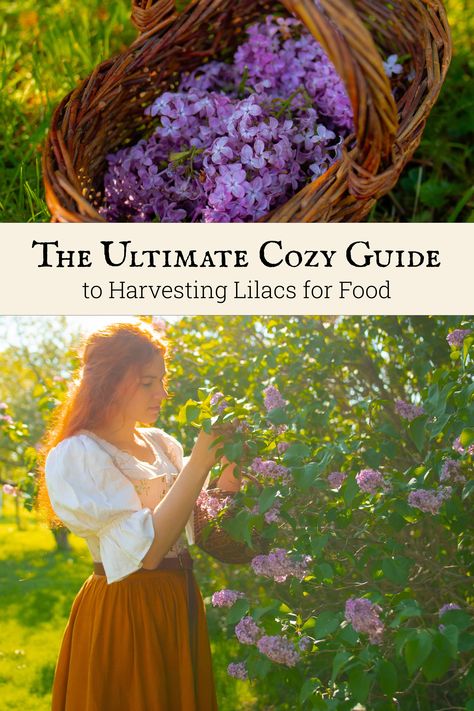 The Ultimate Cozy Guide to Harvesting & Using Lilacs in Your Kitchen Flower Recipes, Thanksgiving Vegetables, Edible Flowers Recipes, Sandwich Sauces, Farm Food, Bread Appetizers, Campfire Cooking, Pressure Canning, Tin Roof