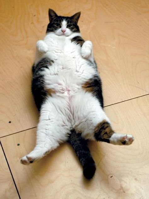 Cat Belly Up, Fat Kitty, Abdominal Workout, Fat Belly, Tuxedo Cats, Fat Cat, White Cats, Fat Cats, Cats Meow