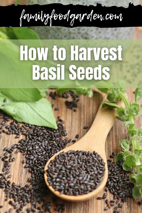 Harvest Basil, Storing Basil, Harvesting Basil, Preserving Herbs, Harvesting Herbs, Basil Seeds, Basil Plant, Vegetable Garden Diy, Aromatic Plant