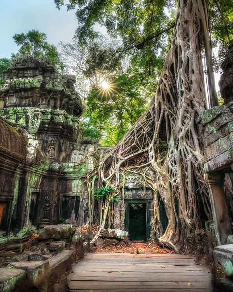 Once swallowed up by the Cambodian jungle Ta Prohm temple is now one of the most mystical places in Angkor Archaeological Park.  What made you feel in awe when visiting Cambodia? - បរសទតពរហម តរវបនពរឈជចរនគរបដណតប ហយកជបរសទដលមនអថកបងផងដរ  តអនកមនអរមមណយងណពលមកដលទន? -  #siemreapmoments by @weownthemoment  http://bit.ly/2FoS4W7  @bestofcambodia to explore the best destinations in Cambodia. . . . . . #visitseasia #bestofcambodia #seekmoments #siemreapnet #lostinangkor #angkor #cambodia #siemreap #unescowor Jungle Temple, Battambang, Temple Ruins, Ancient Temple, Siem Reap Cambodia, Mystical Places, Ancient Greek Architecture, Siem Reap, Ancient Temples