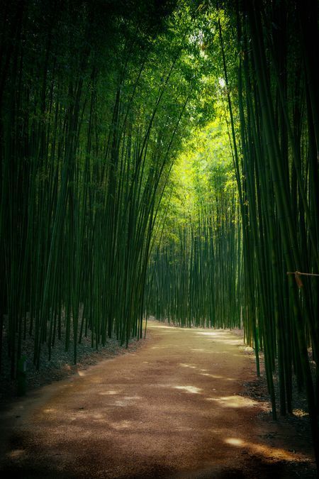 Bamboo Landscape, Bamboo Trees, Bamboo Garden, Bamboo Tree, Places In The World, Landscape Scenery, Most Beautiful Cities, Jackson Hole, Beautiful Places In The World