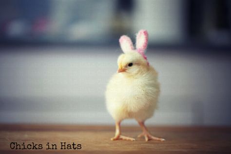 chicksinhats! Pink Bunny, Rabbit Ears, Photo Print, Bunny Rabbit, Easter Bunny, Easter, Chicken, Hats, Yellow