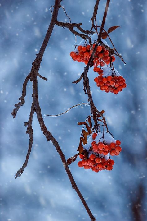 Winter Berries Photography, October List, Rowan Branch, Berries Photography, Berries Wallpaper, Winter Branches, Winter Berry, Winter Berries, Still Lifes