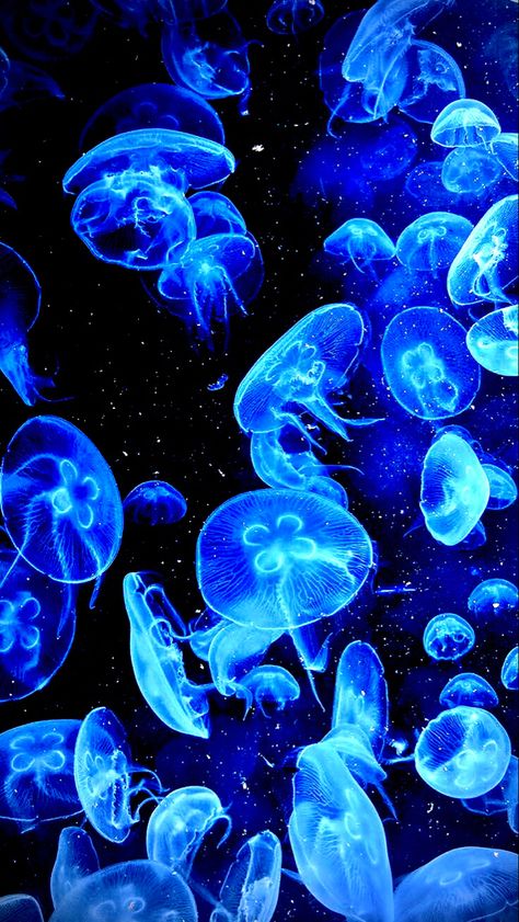 Jellyfish Background Wallpapers, Jelly Fish Wallpaper Blue, Blue Jellyfish Aesthetic, Blue Jellyfish Wallpaper, Jellyfish Wallpaper Aesthetic, Light Blue Jellyfish, Jellyfish Background, Jellyfish Icon, Jellyfish Blue