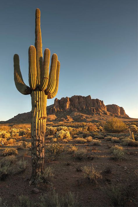 Desert Places, Western Artwork, Cactus Wall Art, Mountain Travel, Arizona Travel, Saguaro Cactus, Collage Wall, Landscape Pictures, The Desert