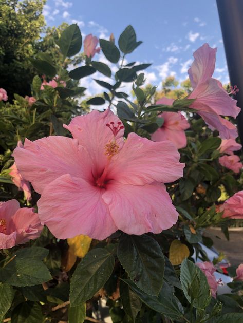 Hibiscus Flower Pfp, Habisquis Flower, Pink Ocean Aesthetic, Hibiscus Flower Bouquet, Hibiscus Flower Aesthetic, Hibiscus Aesthetic, Planter Boxes Flowers, Pink Tropical Flowers, Photos With Flowers