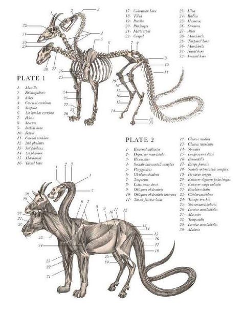 Fantasy Anatomy, Monster Anatomy, Creature Ideas, Mythical Monsters, 캐릭터 드로잉, Creature Feature, Mythical Creatures Art, Mythological Creatures, Weird Creatures