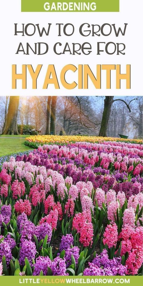 Bulbs In Water, Hyacinths Garden, Spring Displays, Garden Design Ideas On A Budget, Hyacinth Plant, Hyacinth Flowers, Best Perennials, Backyard Flowers, Flower Garden Design