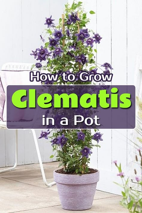 Clematis In Containers, Clematis In A Pot, Clematis In A Pot Container Garden, Clematis Pot, Diy Clematis Trellis Ideas, Clematis Pergola, When To Prune Clematis Vines, Climbing Plants In Pots, Clematis In Pots