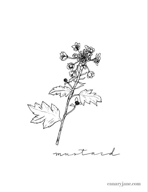 Mustard Seed Plant Drawing, Mustard Seed Plant Tattoo, Biblical Plant Tattoos, Mustard Seed Tattoo Faith, Faith As Small As A Mustard Seed Tattoo, Mustard Plant Tattoo, Mustard Seed Tattoo Ideas, Faith Of A Mustard Seed Tattoo, Mustard Tattoo