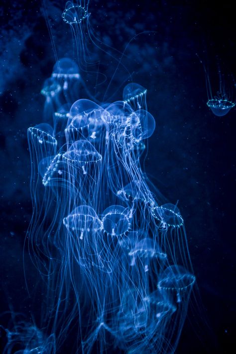 Aquarium of the Pacific - Neon Night | Members get together … | Flickr Neon Aquarium, Aquatic Aesthetic, Aquarium Of The Pacific, Dark Blue Aesthetic, Blue Aesthetic Dark, Aquatic Creatures, Blue Aesthetic Pastel, Aesthetic Pastel, Aesthetic Dark