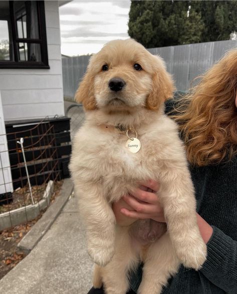 Blonde Golden Retriever, Miniature Golden Retriever, Cream Golden Retriever, A Golden Retriever, Sweet Animals, Golden Retrievers, Future Baby, Medium Size, Fur Babies