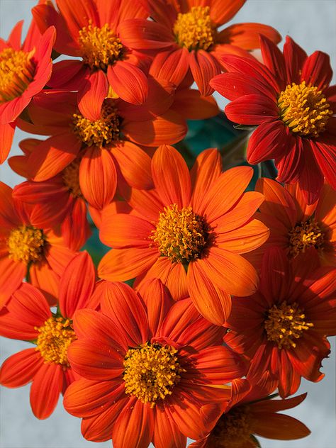 Mexican Sunflowers - by konaboy Story Concepts, Mexican Sunflower, Home Plants, Fleur Orange, Color Vibe, Plant Aesthetic, Orange Aesthetic, Love Garden, Flower Beauty