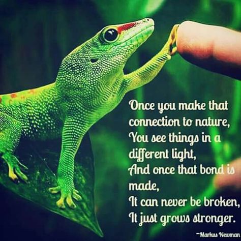 Reptile Reptile Quotes, Crested Geckos, Cute Lizard, Writing A Love Letter, Reptile Room, Leopard Geckos, Quotes Nature, Leopard Gecko, Meet New People