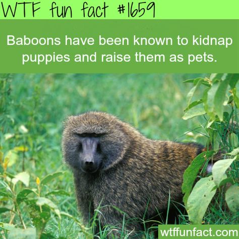 Baboons facts - WTF fun facts Weird Animal Facts, Animals Information, Fun Facts About Animals, Unbelievable Facts, Facts For Kids, Animal Facts, Baboon, Science Facts, Weird Animals