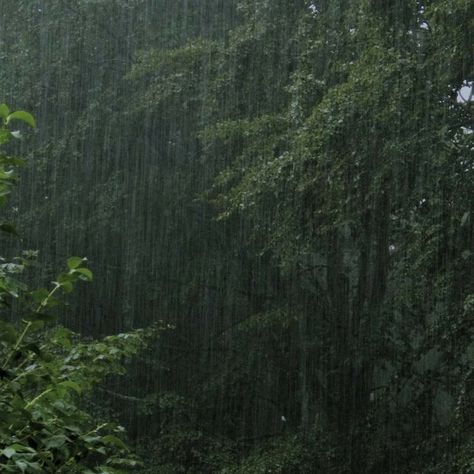 Rain In The Forest, Dark Naturalism, Rainy Day Aesthetic, I Love Rain, Dark Green Aesthetic, Love Rain, Sound Of Rain, Clipuri Video, Rainy Weather