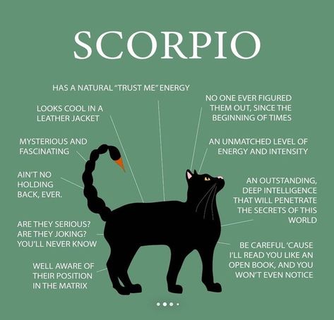 Zodiac Chart, Truth Questions, Scorpio Personality, Zodiac Quotes Scorpio, Gemini And Scorpio, Astrology Meaning, Scorpio Traits, Taurus And Scorpio, Astrology Reading