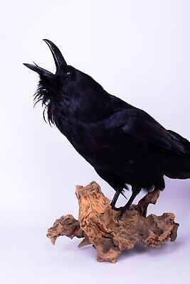 ad eBay - Find many great new & used options and get the best deals for Taxidermy Raven Bird Stuffed animal Wall mount Gothic at the best online prices at eBay! Free shipping for many products! Taxidermy Raven, Stuffed Animal Wall, Bird Stuffed Animal, Animal Wall Mount, Raven Bird, Hunting Gear, Taxidermy, Stuffed Animal, Ebay Finds