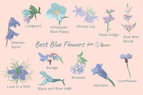 Blue can be elusive in the garden, but these flowers offer varying shades of brilliant blue and can be grown by gardeners in many different climates. Blue Flower Types, Blue Flower Names, Plants With Names, Types Of Blue Flowers, Blue Flowering Plants, African Lily, Hydrangea Varieties, Flower Garden Plans, Types Of Blue