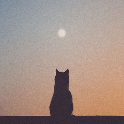 Cat At Night, Cat Inspiration, Gallery Illustration, Halal Love, Landscapes Photography, Cat Moon, Moon Cat, Pretty Skies, Look At The Moon