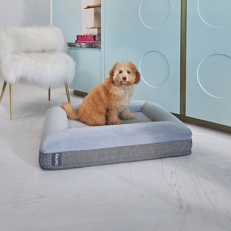 Barney Bed, Miniature Fox Terrier, Beds Australia, Pomeranian Chihuahua, Bed Luxury, Cozy Den, Best Bed, Cheap Bedding, Dog Things