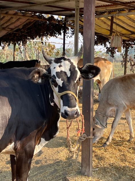 Cow Snap, Village Vibes, Environmental Photography, Cow Photography, Cow Shed, Blue Sky Photography, Farm Pictures, Self Pictures, Happy Cow