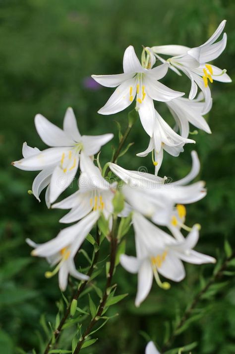 White Flowers of Madonna Lily (Lilium Candidum) Stock Photo - Image of stamens, garden: 56816570 Lilium Candidum, Madonna Lily, Live Earth, Botanical Beauty, White Doves, Lily Flower, Green Background, Green Backgrounds, Hedges