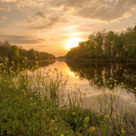 Golden Meadow Aesthetic, Sunset Meadow Aesthetic, Sunset River Aesthetic, Meadow With River, River Landscape Photography, Nature Places Aesthetic, Cajun Aesthetic, River With Flowers, Bayou Aesthetic