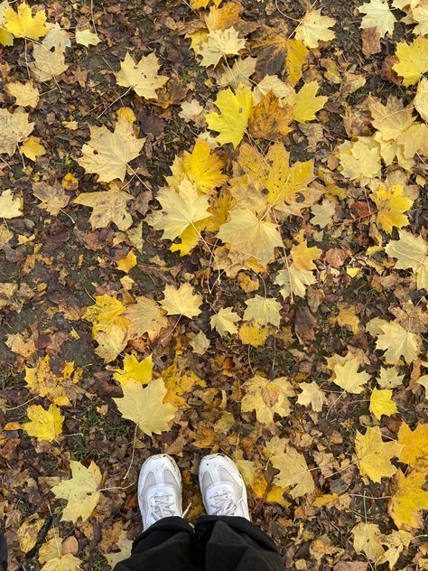 Yellow Orange Aesthetic, Yellow Theme, Autumn Leaves Photography, Orange Aesthetic, Fall Inspo, Yellow Aesthetic, Fall Aesthetic, Winter Aesthetic, Autumn Aesthetic