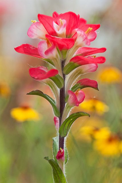 Indian Paintbrush, my most favorite wild flower I would love to grown some. Reminds me of the Bighorn Mt. Indian Paintbrush Flowers, Indian Paintbrush, Plant Tattoo, Exotic Flowers, Native Plants, Garden And Yard, Flowers Photography, My Flower, Green Thumb