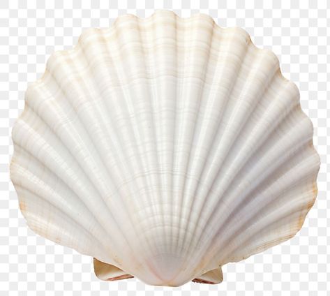 Shell Transparent Background, Seashell Transparent Png, Seashell Png Aesthetic, Seashell Png, Shell Png, Seashell Photo, Beach Fotos, Shell Texture, Beach Png