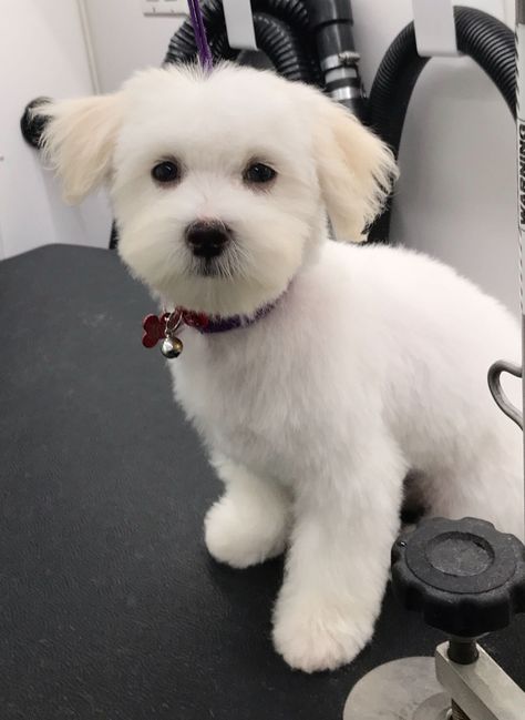 White Dog Haircut, Maltese Cute Haircut, Cute Maltese Haircuts, Dog Haircuts Maltese, Male Maltese Haircut Hairstyles, Maltese Dogs Haircuts Short, White Maltipoo Full Grown, Malshi Haircuts Teddy Bears, Maltese Teddy Bear Haircut