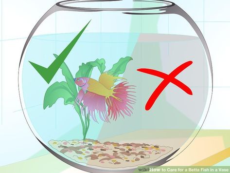 How to Care for a Betta Fish in a Vase (with Pictures) - wikiHow Pet Vase With Pictures, Beta Fish Care, Betta Fish Bowl, Betta Care, Small Fish Tanks, Betta Aquarium, Fish Vase, Betta Fish Care, Betta Tank