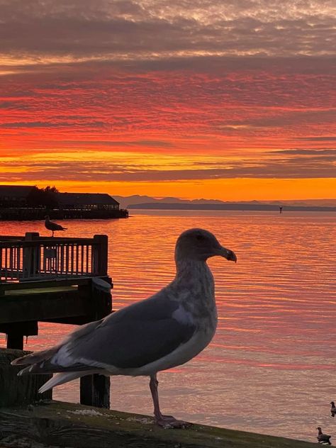 amazing sky from the pier in Blaine Washington Blaine Washington, Beautiful Landscapes, Washington, Quick Saves