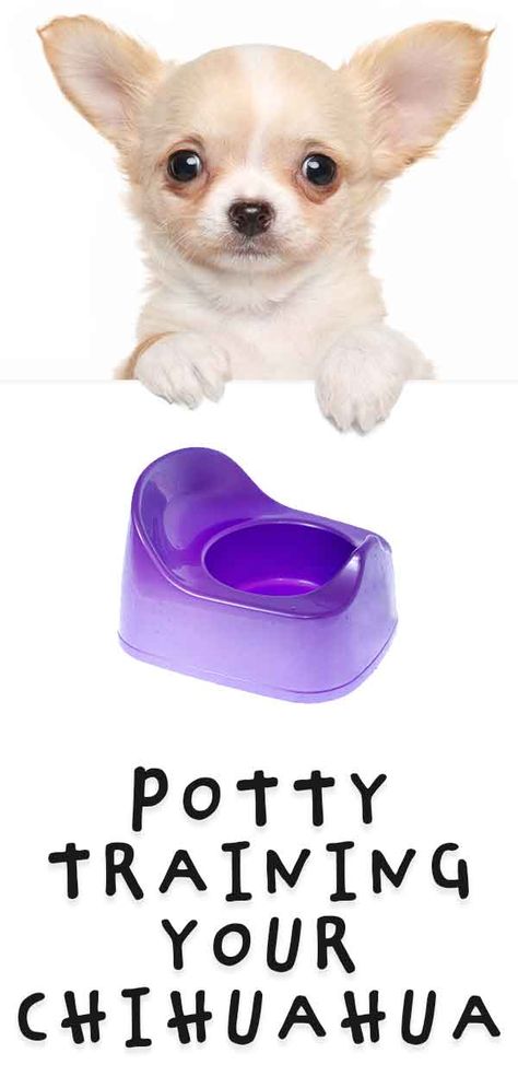 Chihuahua Clothes Diy, Chihuahua Puppy Training, Potty Training Puppy Apartment, Toy Chihuahua, Potty Training Guide, Chihuahua Training, Puppy Potty Training, Train Dog, How To Potty Train