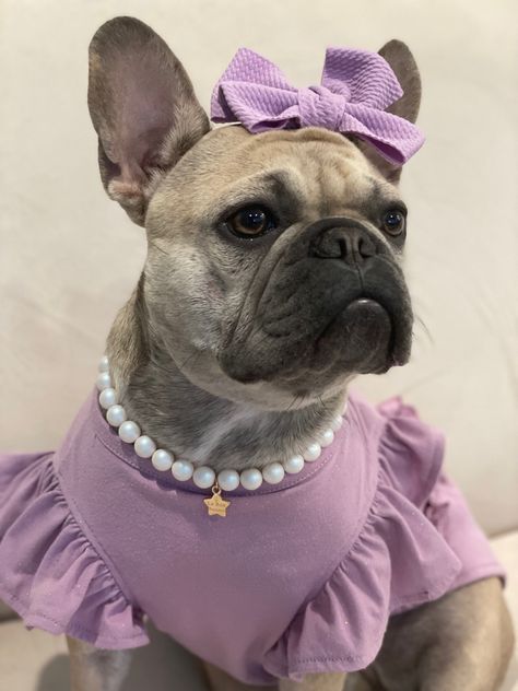 Frenchie Outfits, Dog Bags, French Bulldog Breed, Puppy Room, Cute Bulldog Puppies, Puppy Dress, Pet Spa, Cute Bulldogs, Pampered Pooch