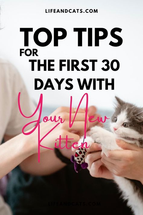 How To Train A Kitten To Do Tricks, Tips For New Kitten Owners, Introducing A Kitten To A Cat, Introducing New Kitten To Cat, How To Train A Kitten Cat Behavior, How To Take Care Of Kittens, What Do You Need For A New Kitten, Preparing For Kittens, Bringing A Kitten Home