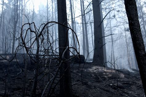 Charred Blackness [Mt. Robson Forest Fire Aftermath] Chopped Down Forest, Landscape Reference, Intercom System, Oc Inspo, Access Control System, Security Camera System, Forest Fire, Black Milk, Access Control